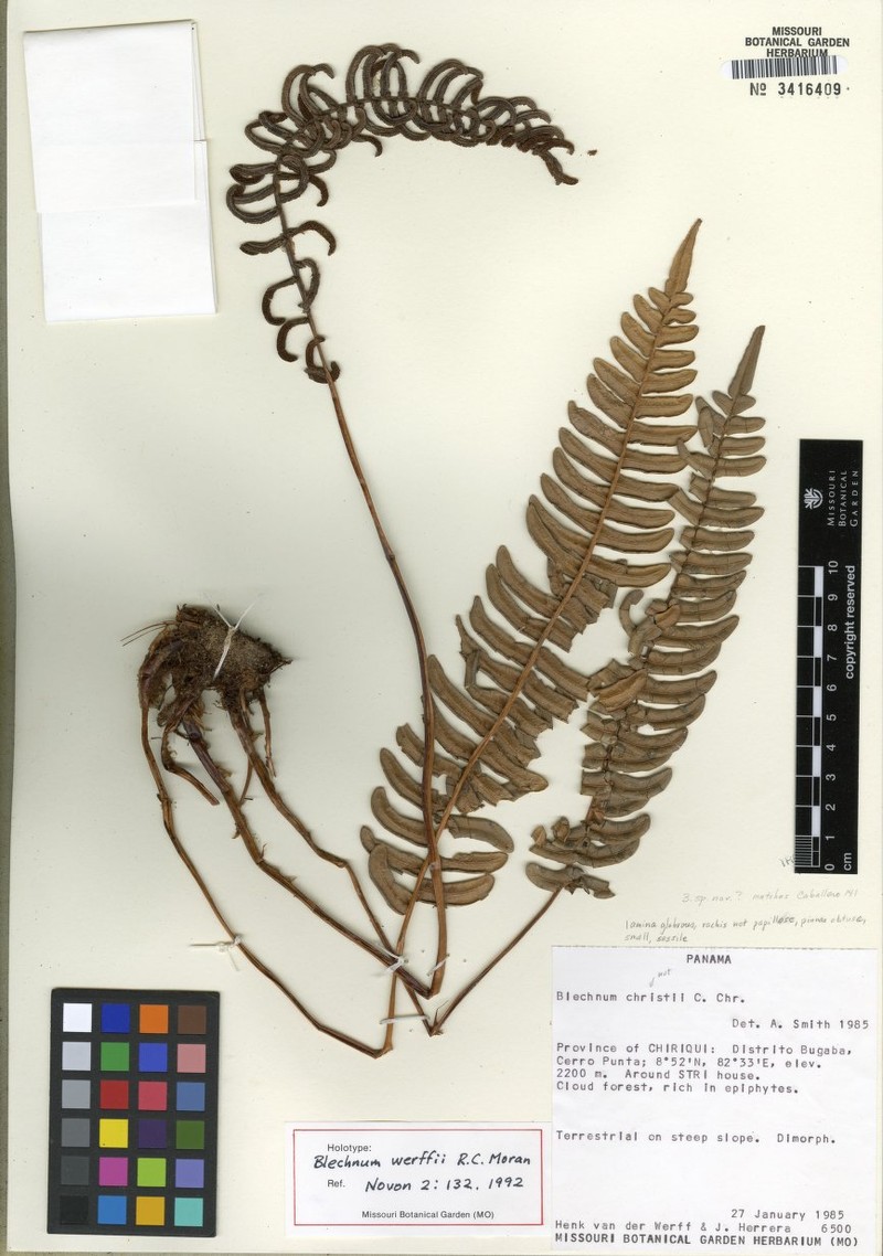 Blechnum werffii photo 3