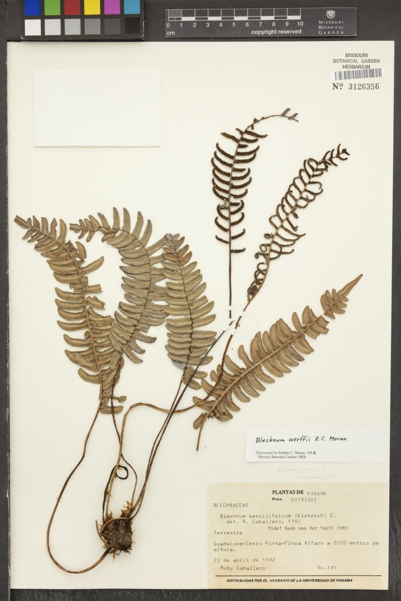 Blechnum werffii photo 4