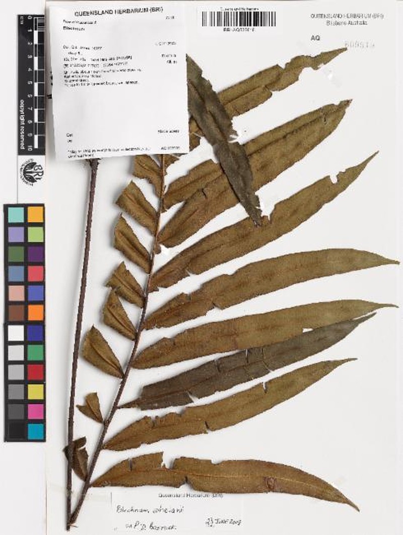 Blechnum whelanii