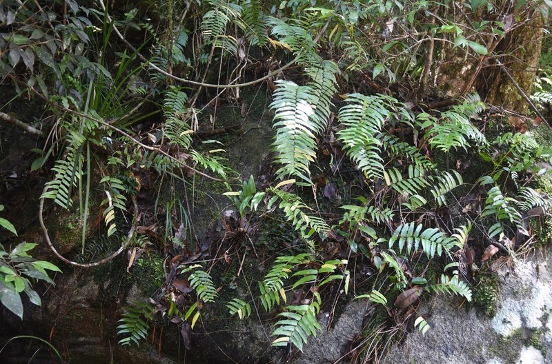 Blechnum wurunuran photo 2