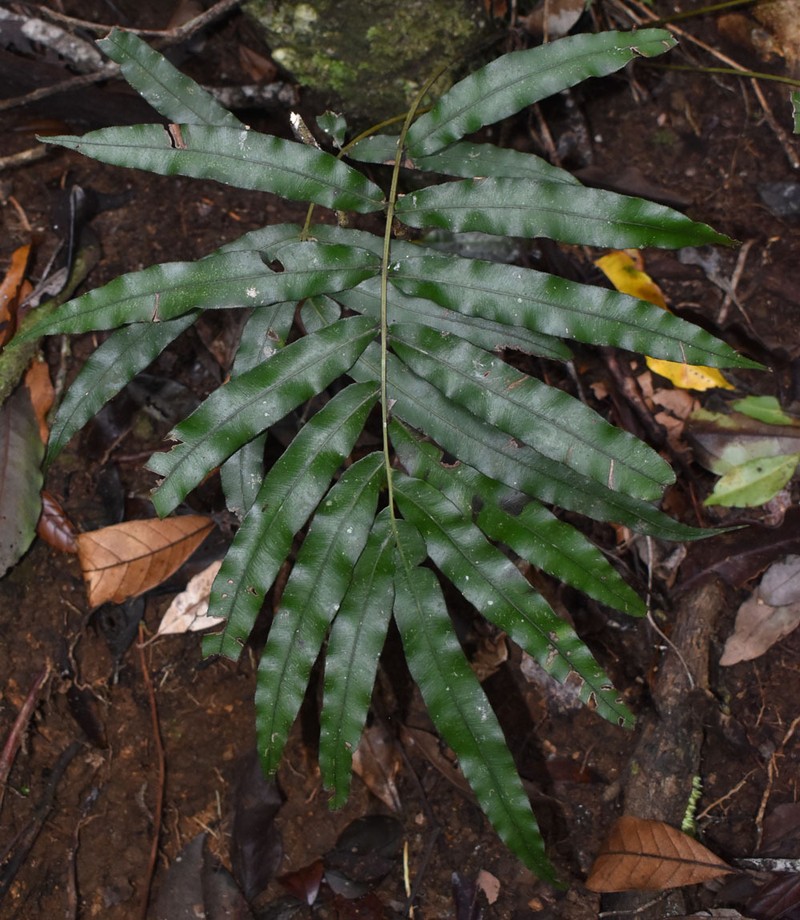 Blechnum wurunuran photo 3