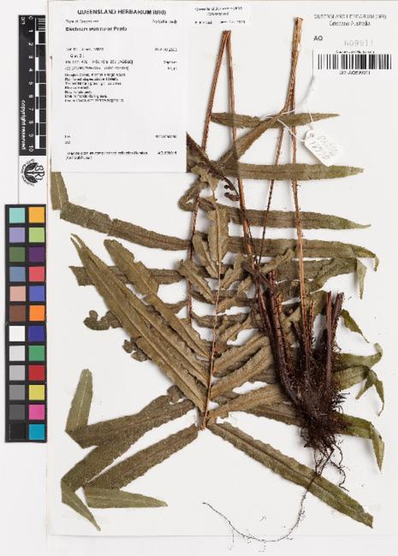 Blechnum wurunuran photo 4