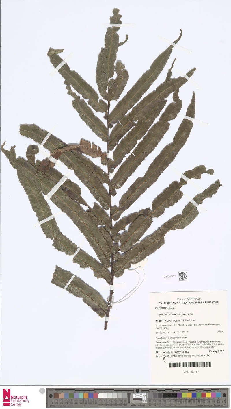 Blechnum wurunuran photo 5