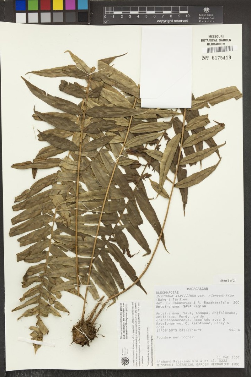 Blechnum xiphophyllum