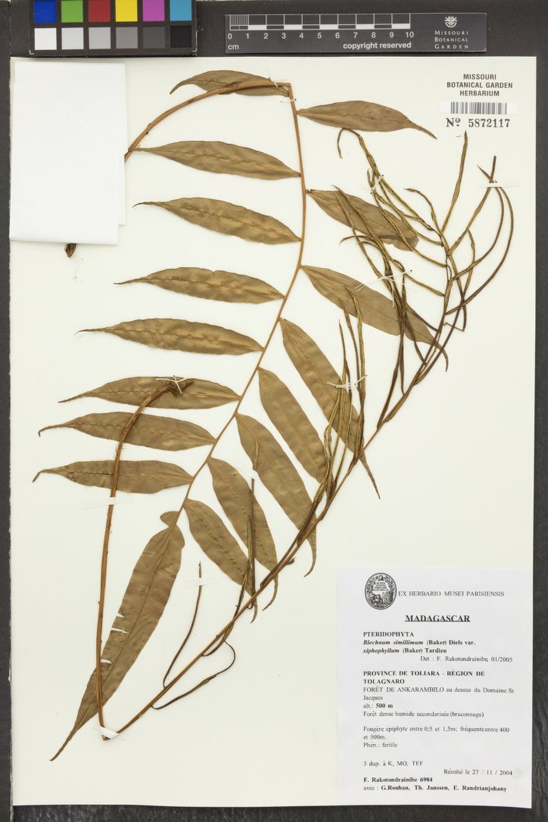Blechnum xiphophyllum photo 2