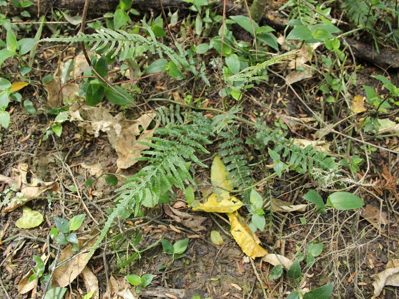 Blechnum zeelandicum