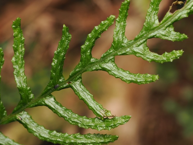 Blechnum zeelandicum photo 2