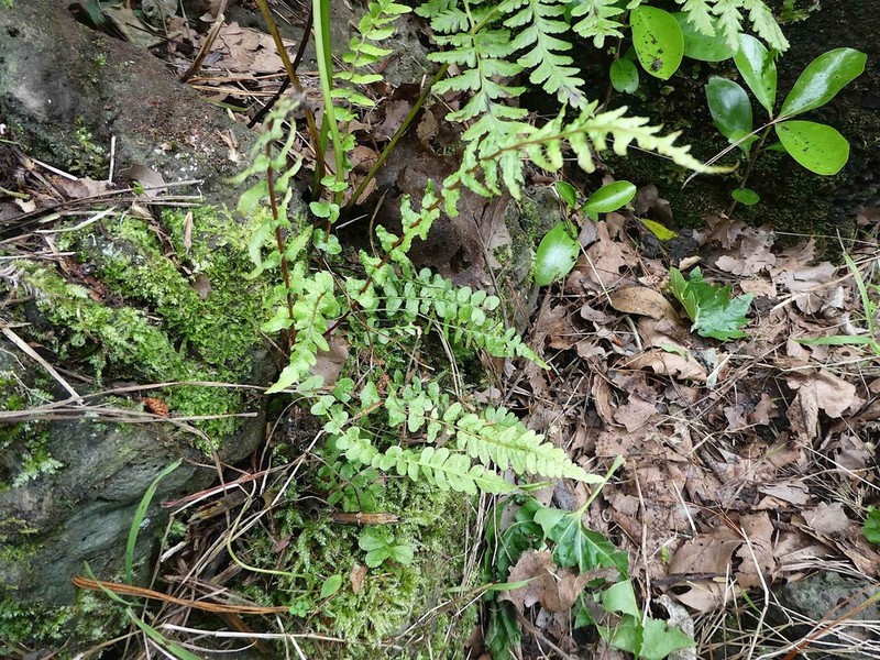 Blechnum zeelandicum photo 3