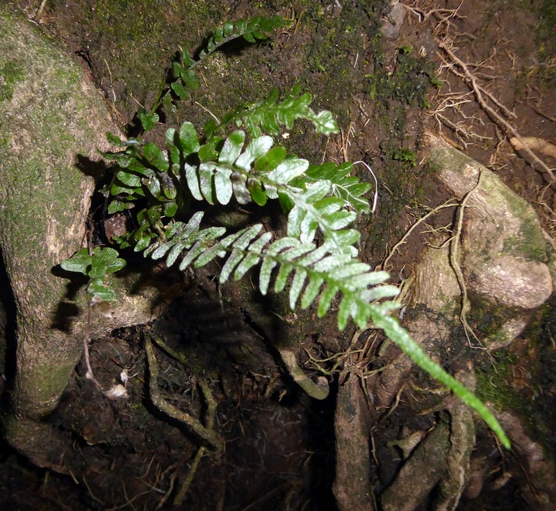 Blechnum zeelandicum photo 4