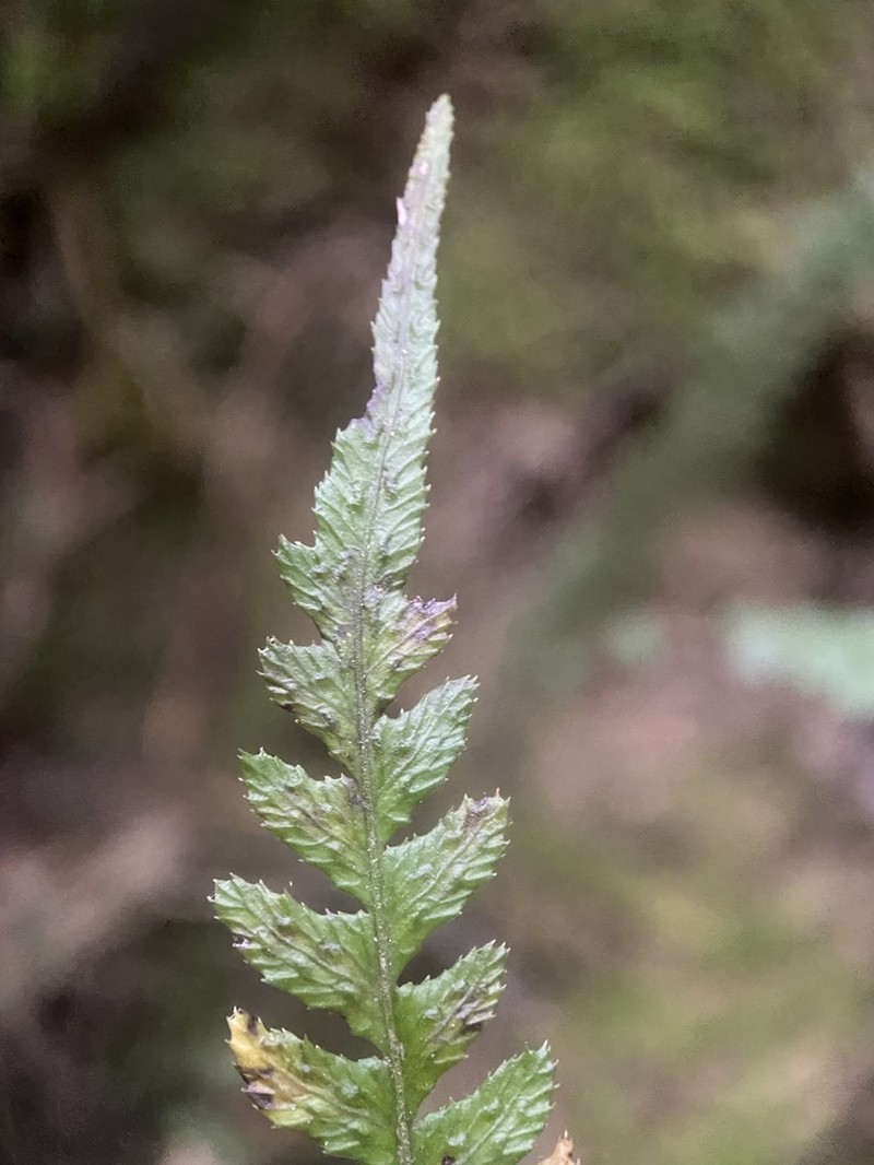Blechnum zeelandicum photo 5