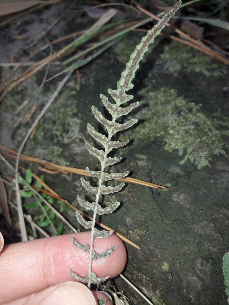 Blechnum zeelandicum photo 6