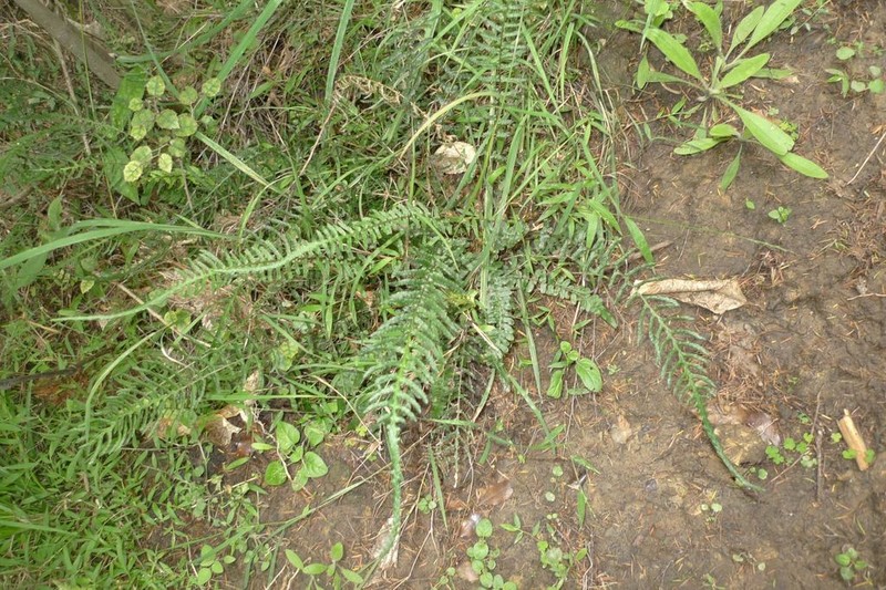 Blechnum zeelandicum photo 7