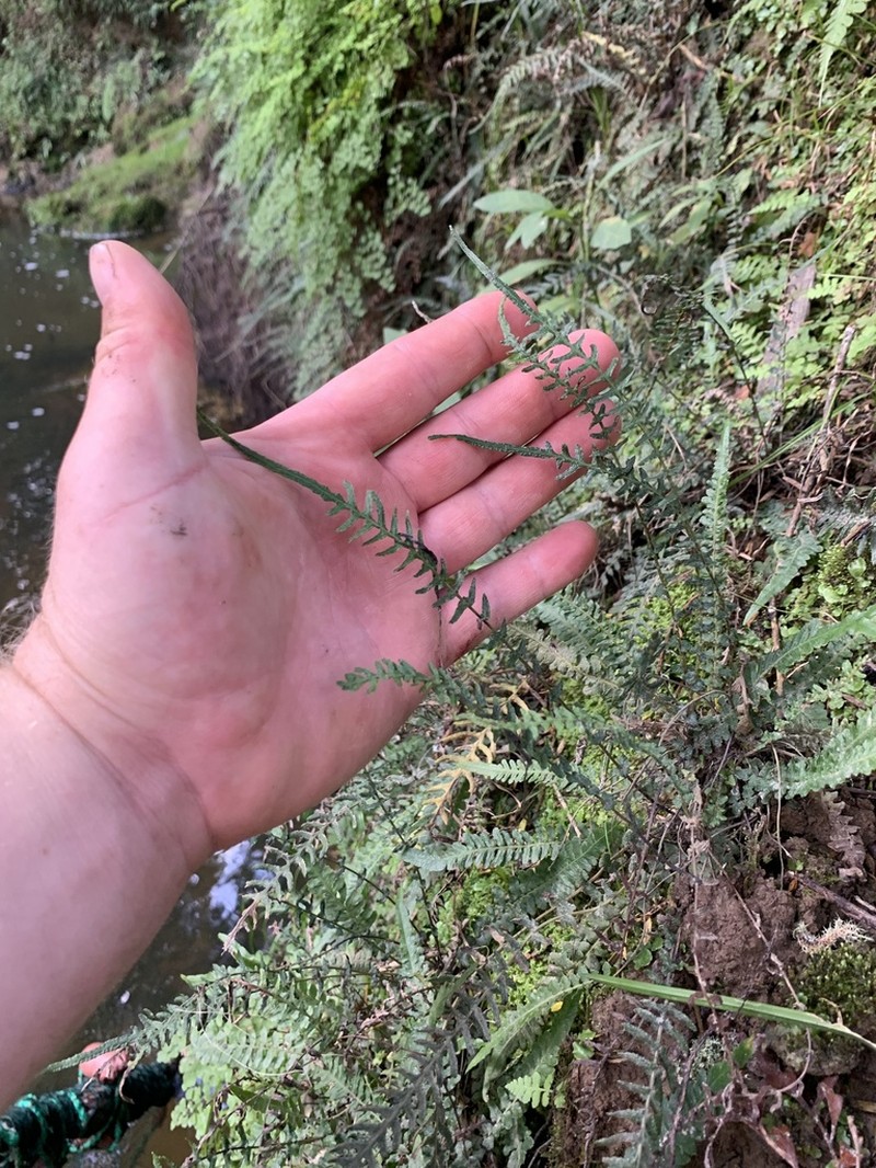 Blechnum zeelandicum photo 8