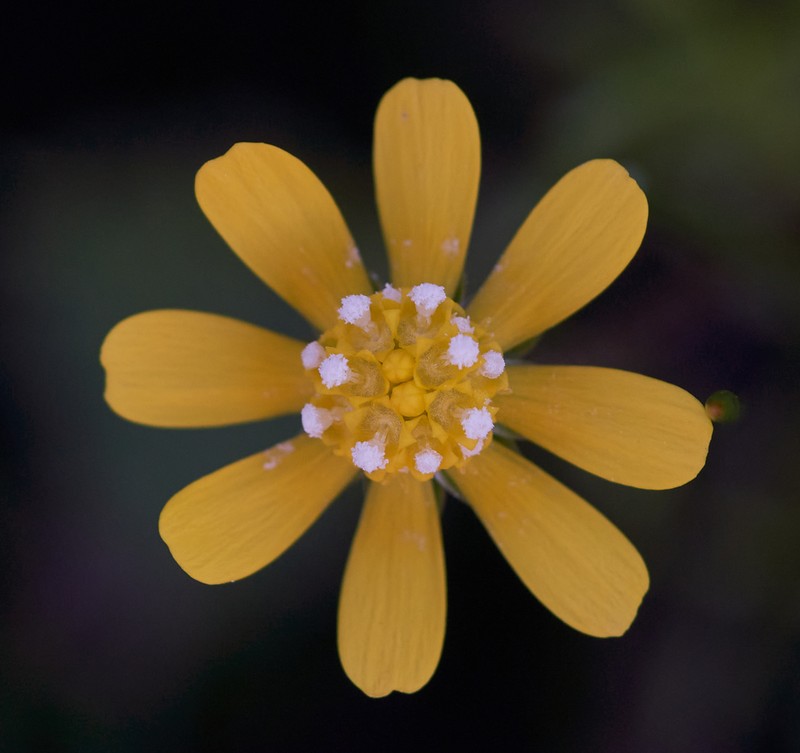 Common Stickyseed photo 3