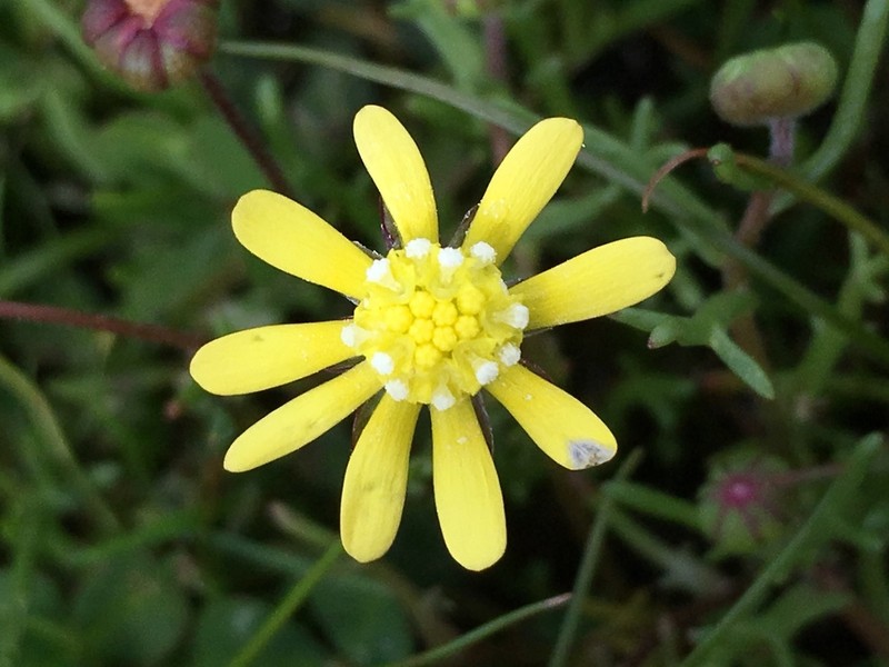 Common Stickyseed photo 4