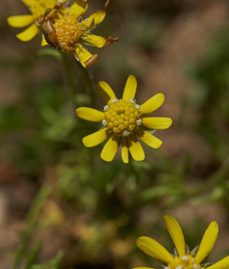 Common Stickyseed photo 5