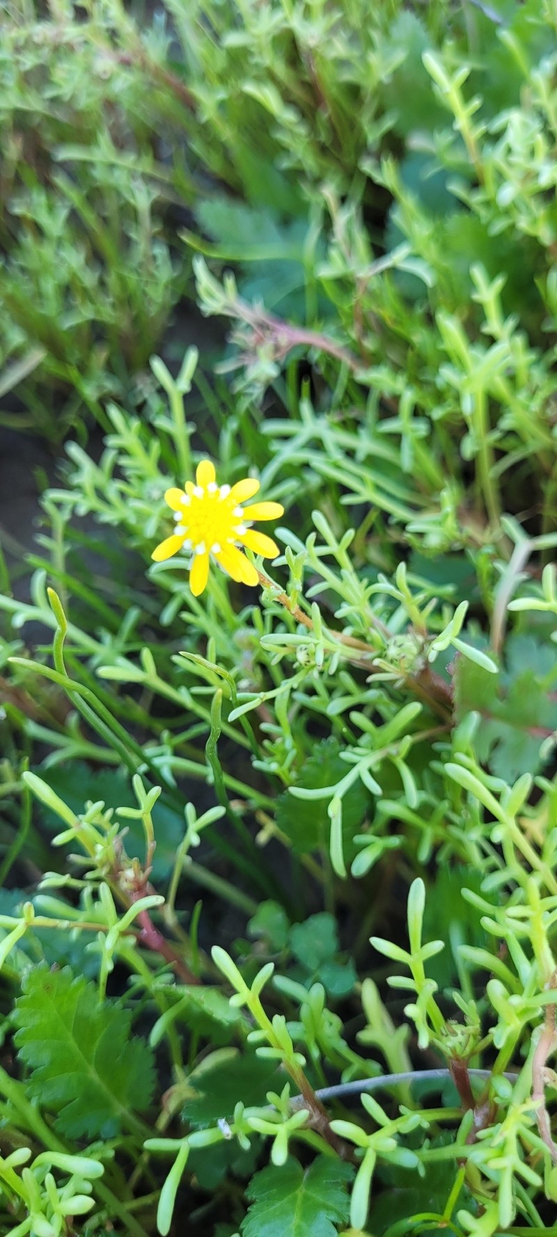 Blennosperma nanum var. nanum