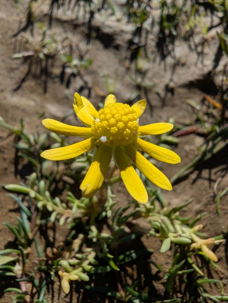Blennosperma nanum var. nanum photo 2