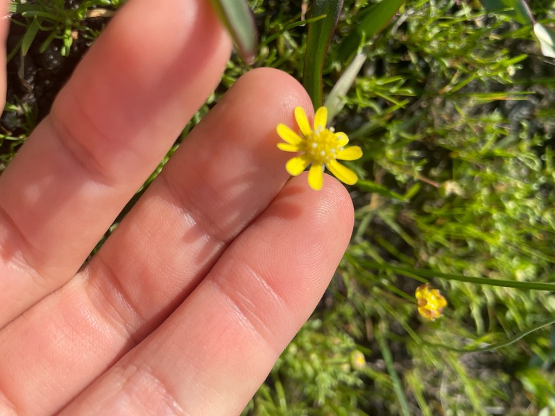 Blennosperma nanum var. nanum photo 3