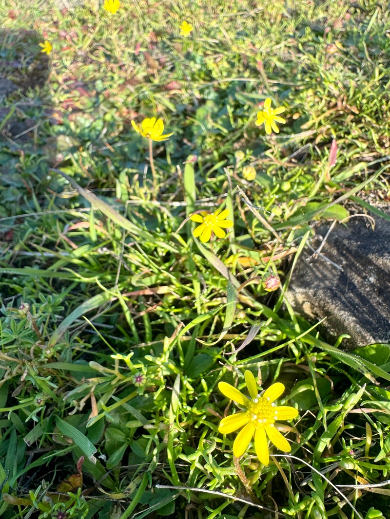 Blennosperma nanum var. nanum photo 4