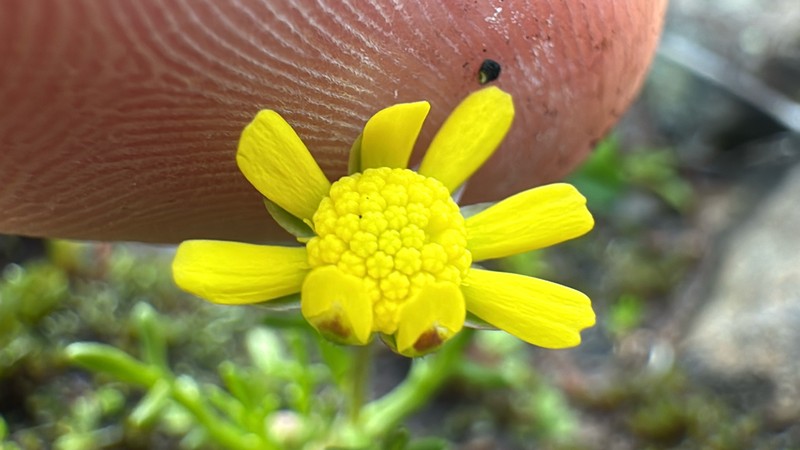 Blennosperma nanum var. nanum photo 5