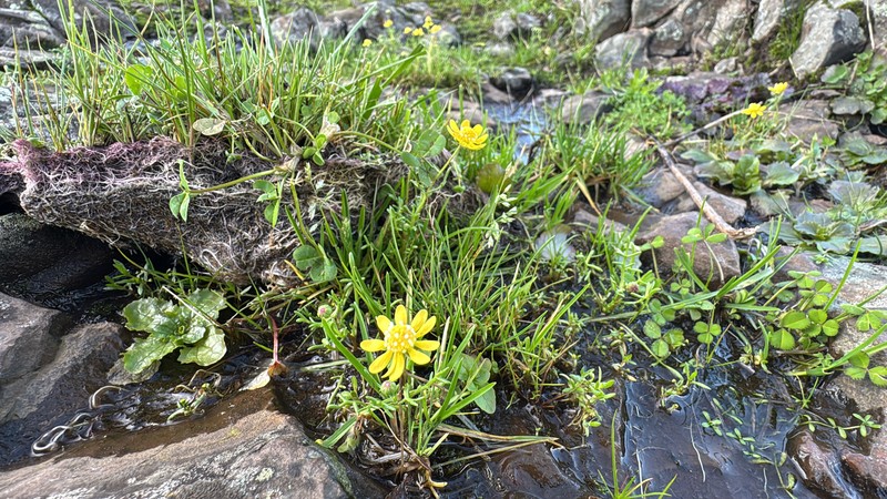 Blennosperma nanum var. nanum photo 6