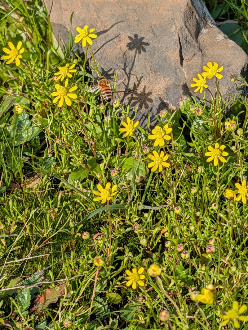 Blennosperma nanum var. nanum photo 7