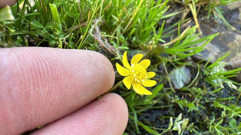 Blennosperma nanum var. nanum photo 8