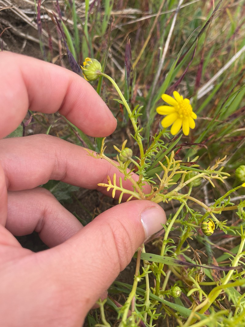 Blennosperma nanum var. robustum