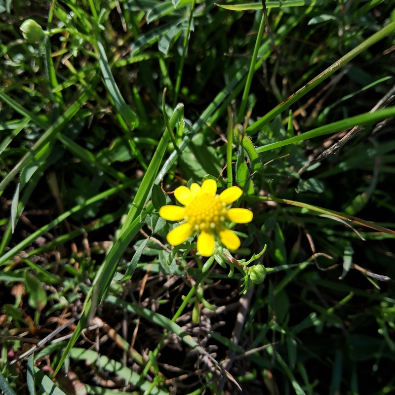 Blennosperma nanum var. robustum photo 2