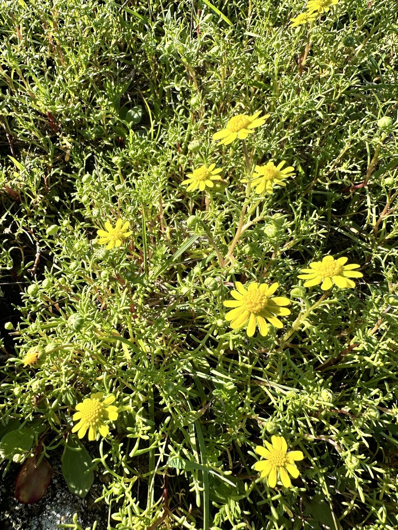 Blennosperma nanum var. robustum photo 3