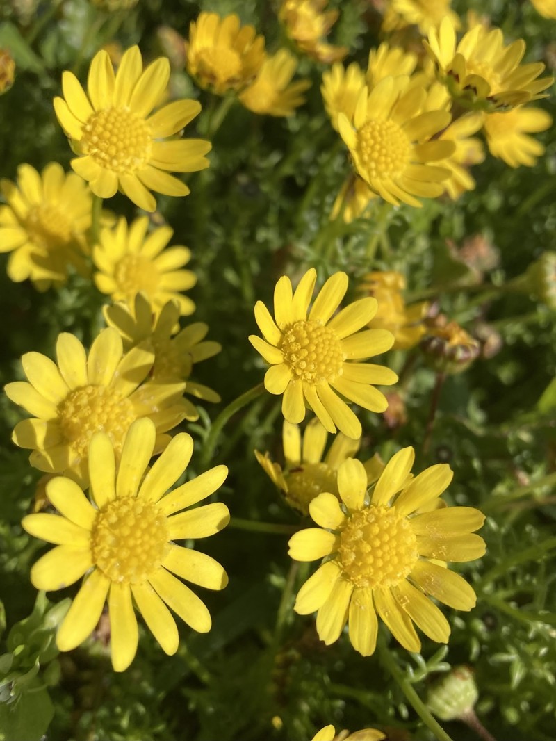 Blennosperma nanum var. robustum photo 4