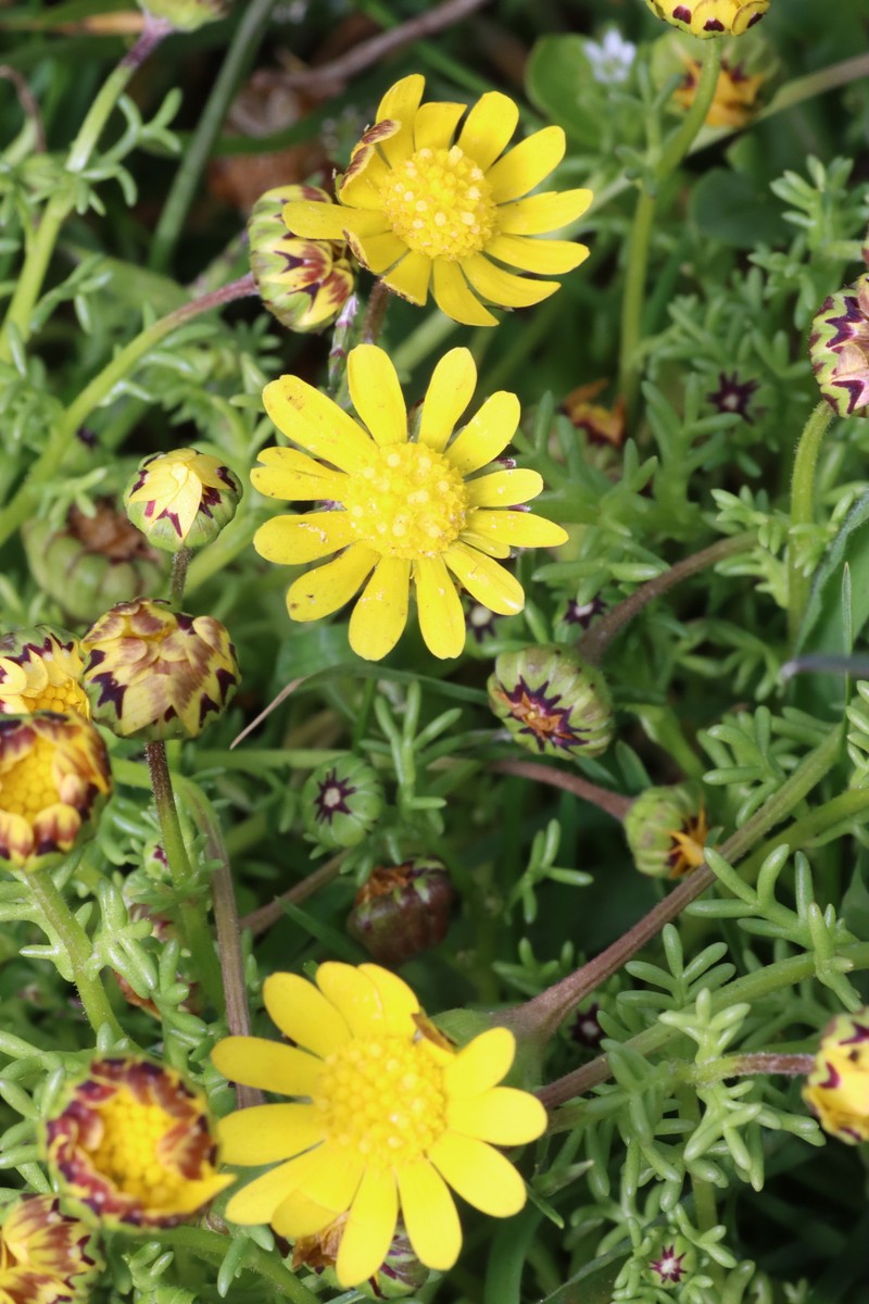 Blennosperma nanum var. robustum photo 5