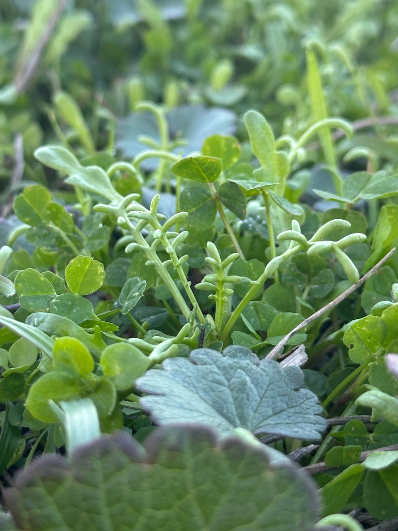 Blennosperma nanum var. robustum photo 6