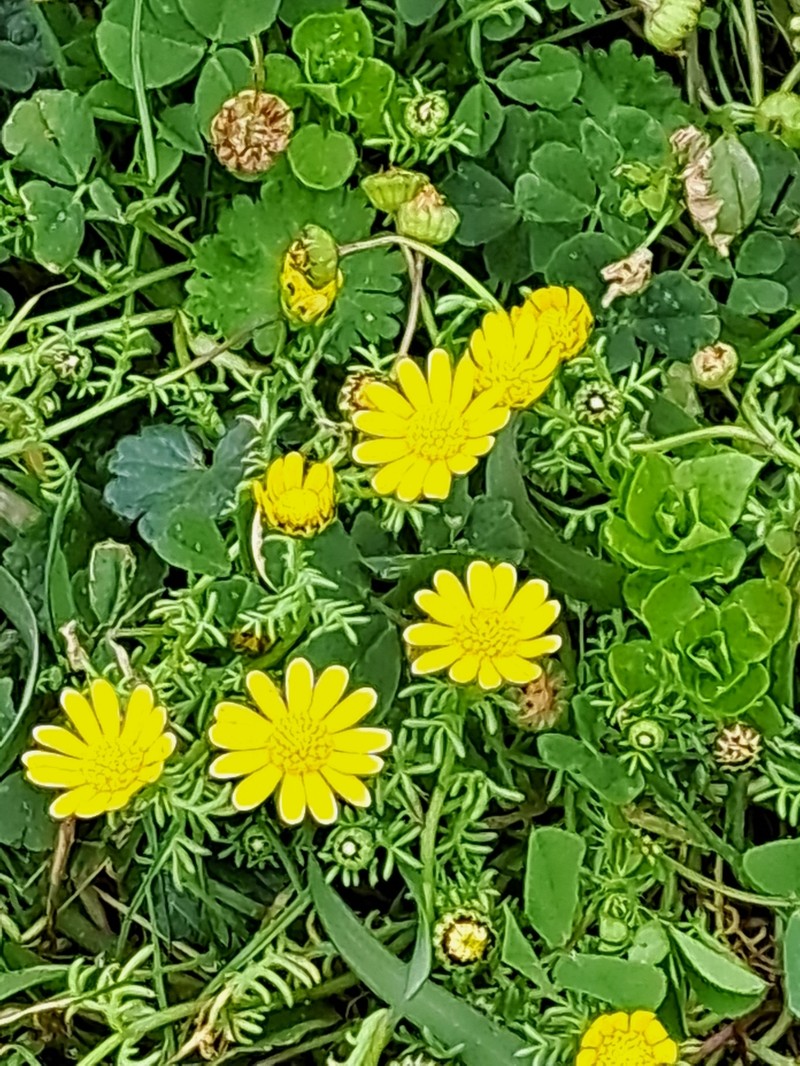 Blennosperma nanum var. robustum photo 7