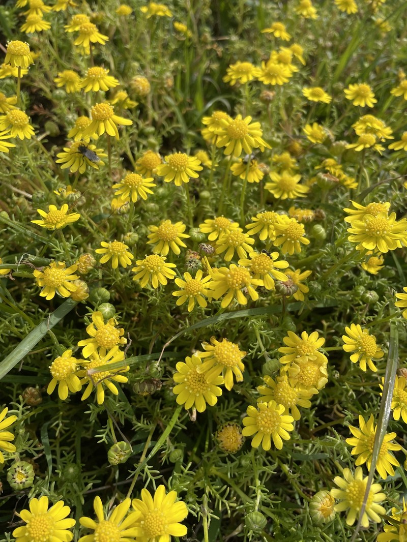 Blennosperma nanum var. robustum photo 8