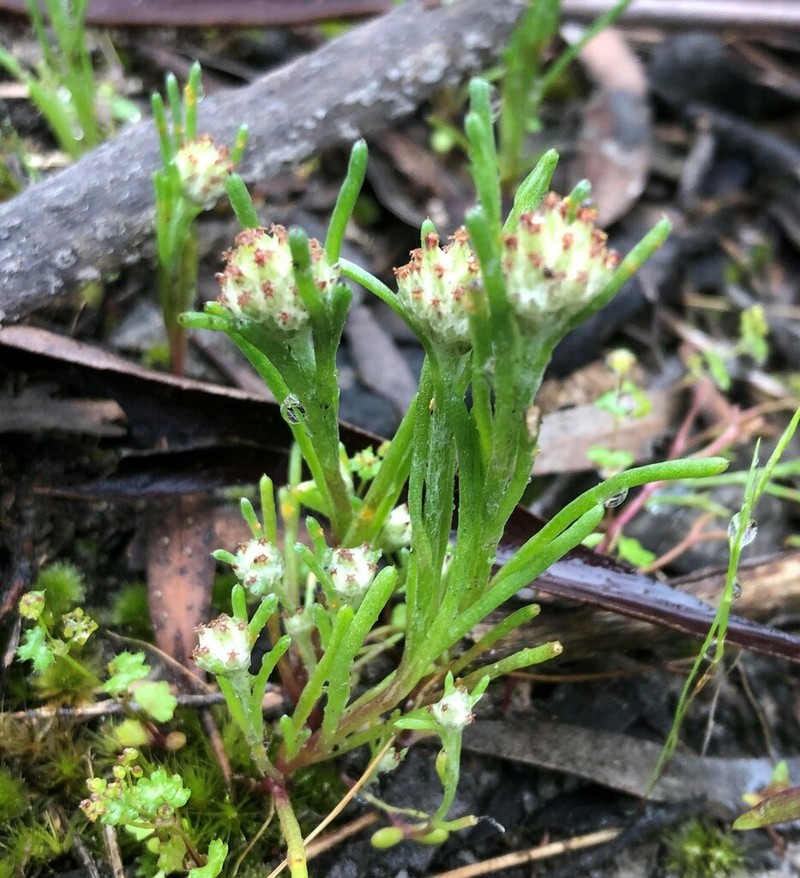 Blennospora drummondii