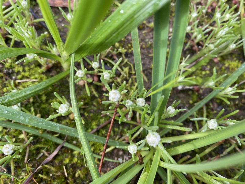 Blennospora drummondii photo 2