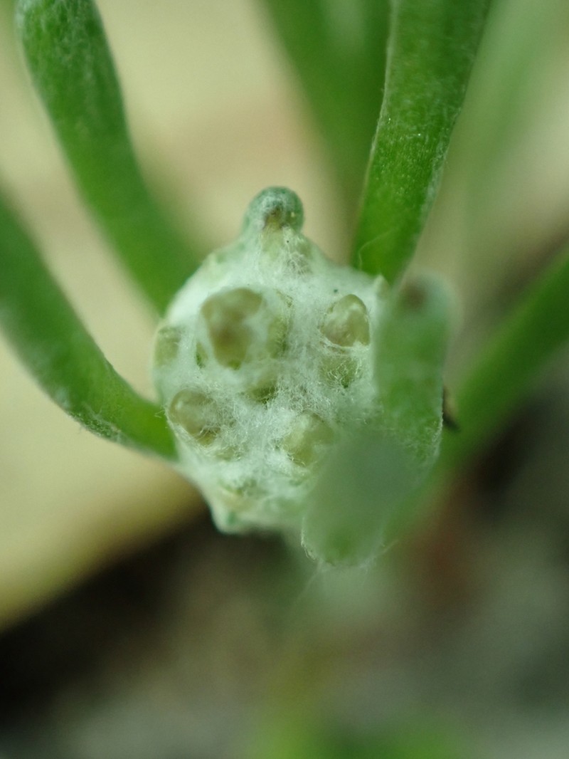 Blennospora drummondii photo 3