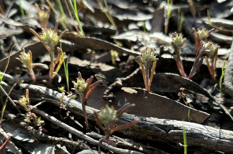 Blennospora drummondii photo 4