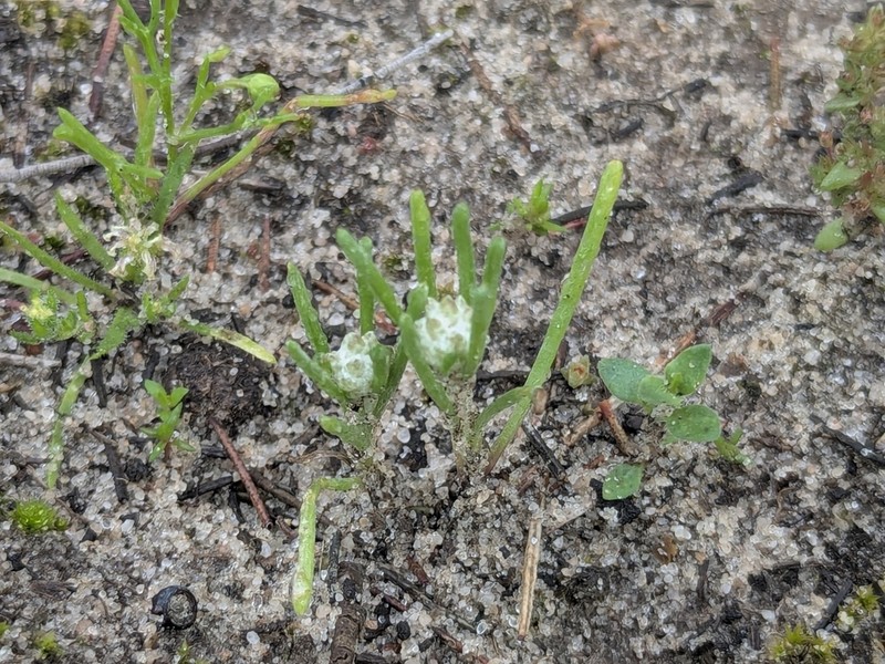 Blennospora drummondii photo 5