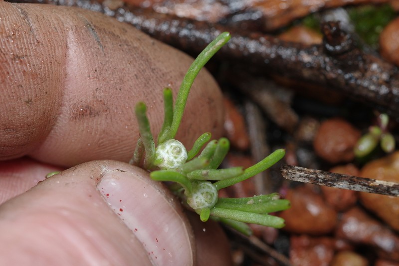 Blennospora drummondii photo 6