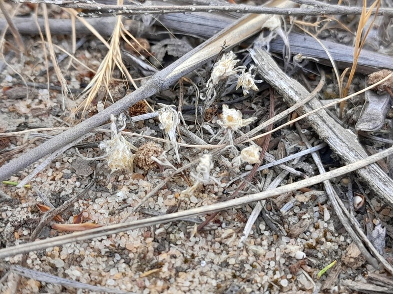 Blennospora drummondii photo 7