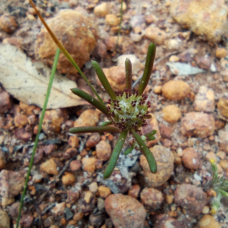 Blennospora drummondii photo 8