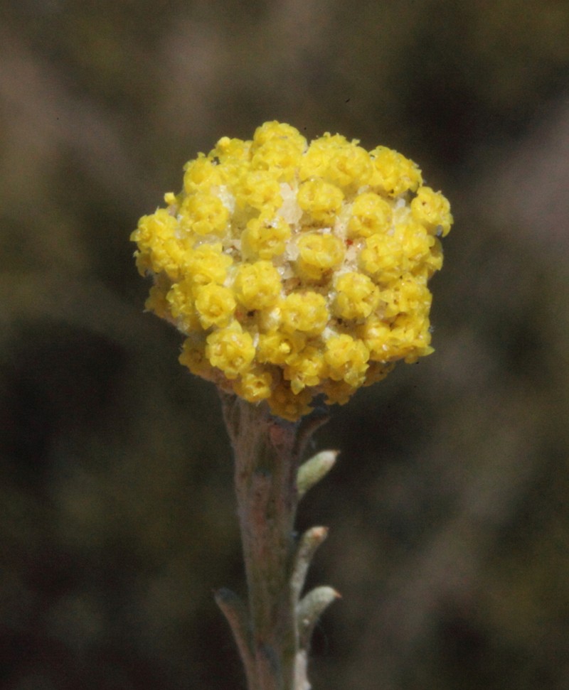 Blennospora phlegmatocarpa photo 2