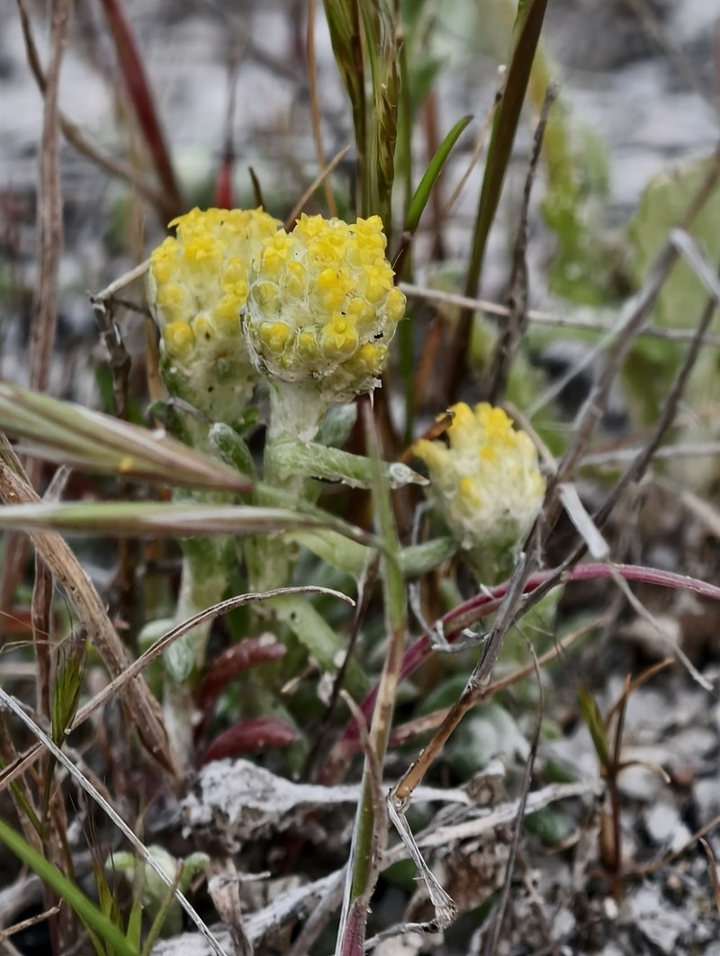 Blennospora phlegmatocarpa photo 3