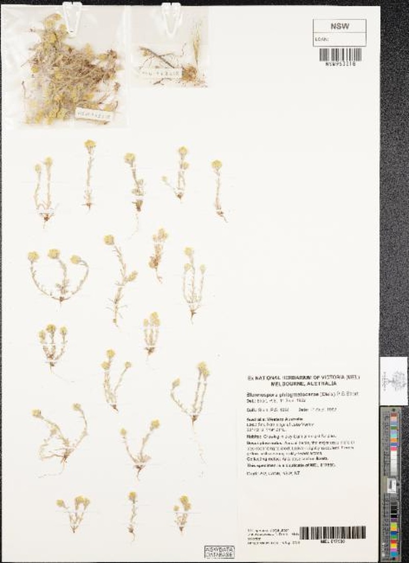 Blennospora phlegmatocarpa photo 4