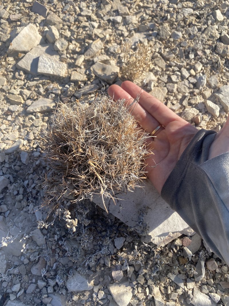 Bigelow's Desertgrass photo 2