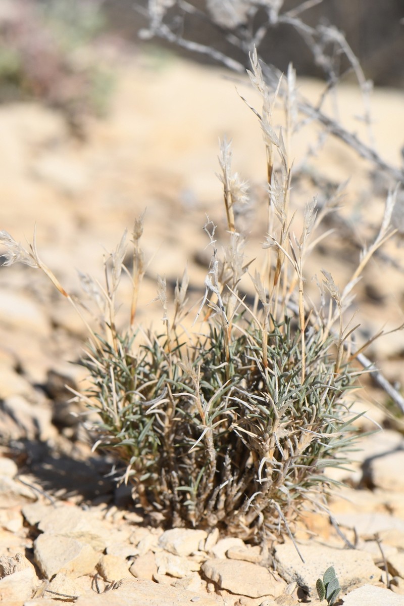 Bigelow's Desertgrass photo 3
