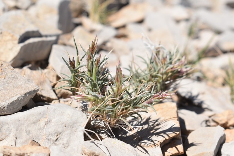 Bigelow's Desertgrass photo 4